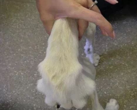 dog-wedding-recovery-3