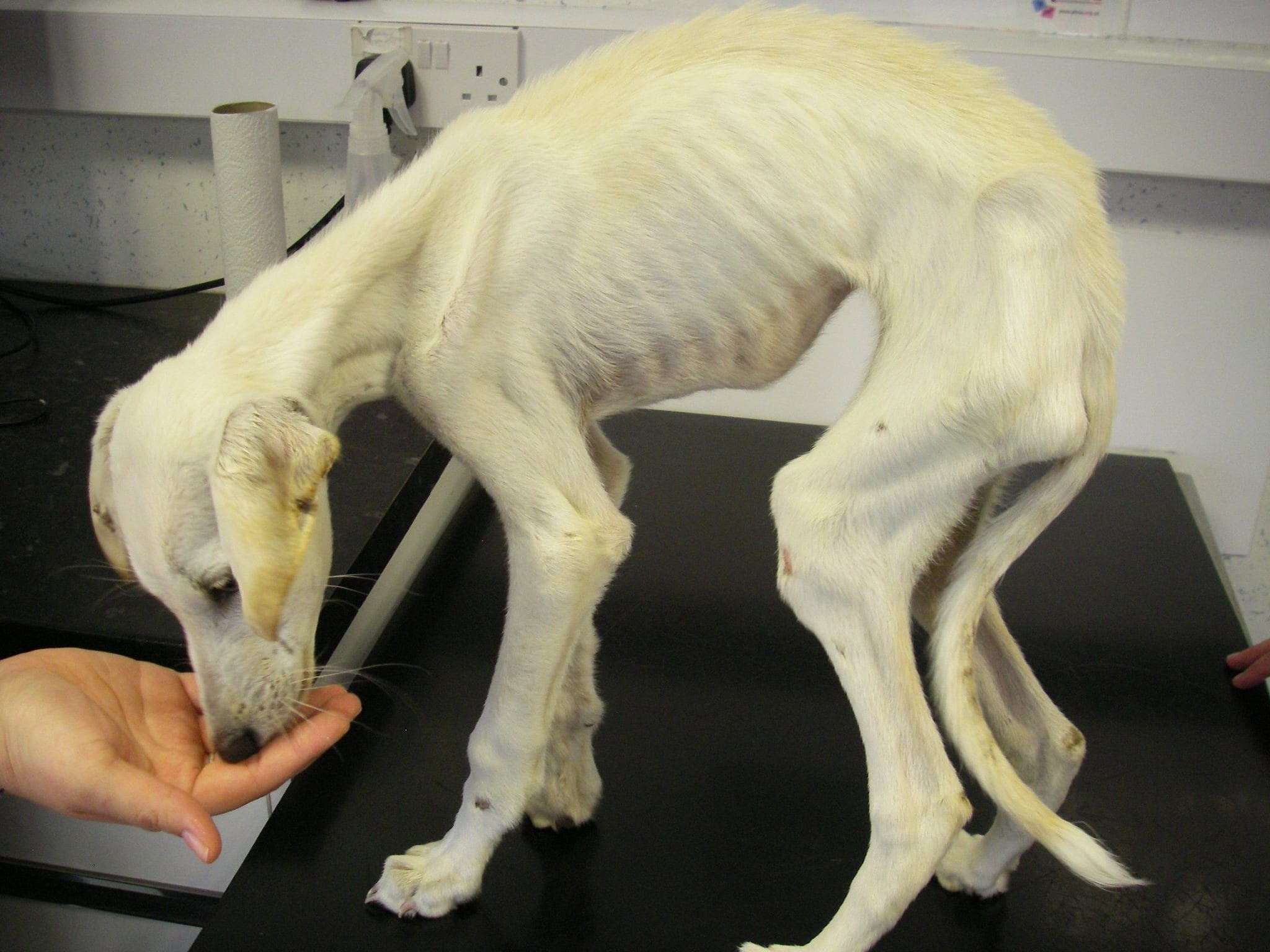 dog-wedding-recovery-8