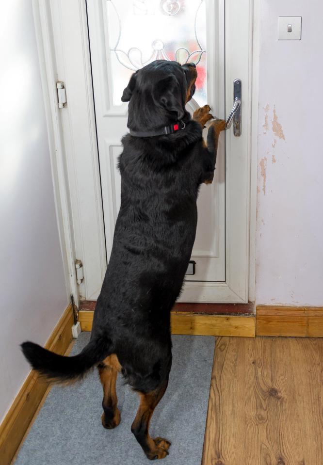 dog-megan-door-3