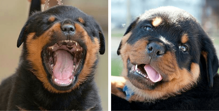 rottweiler-reasons-1