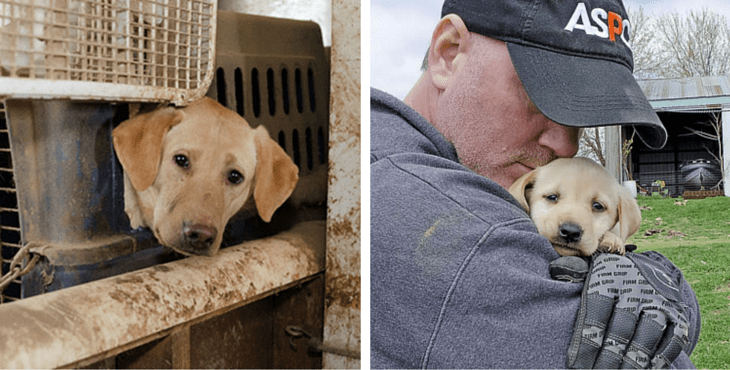 aspca-rescues-50-labradors-cover