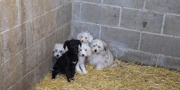 puppfarm-bradford-10
