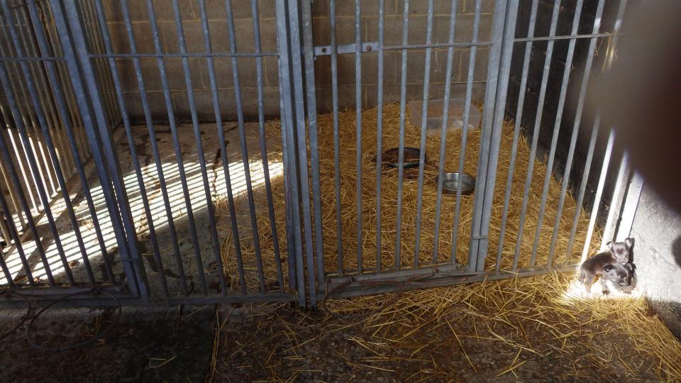 puppyfarm-bradford-4