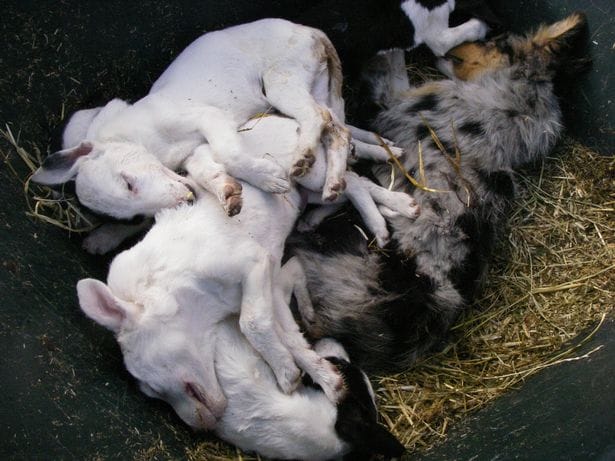 puppyfarm-bradford-11