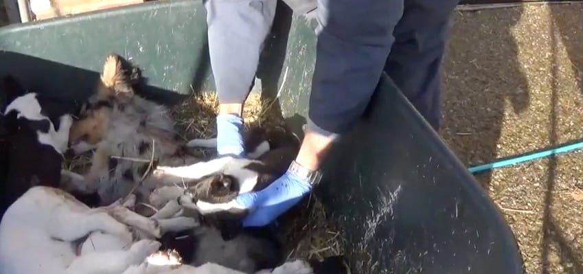 puppyfarm-bradford-9