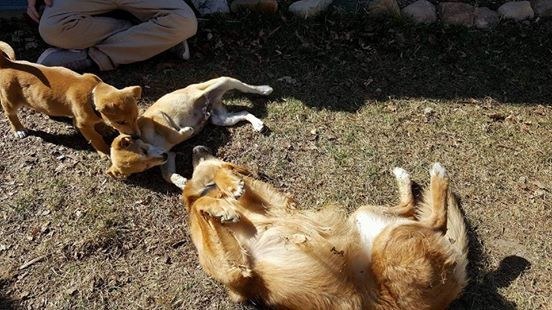 chiots-perdus-chris-vaness-4