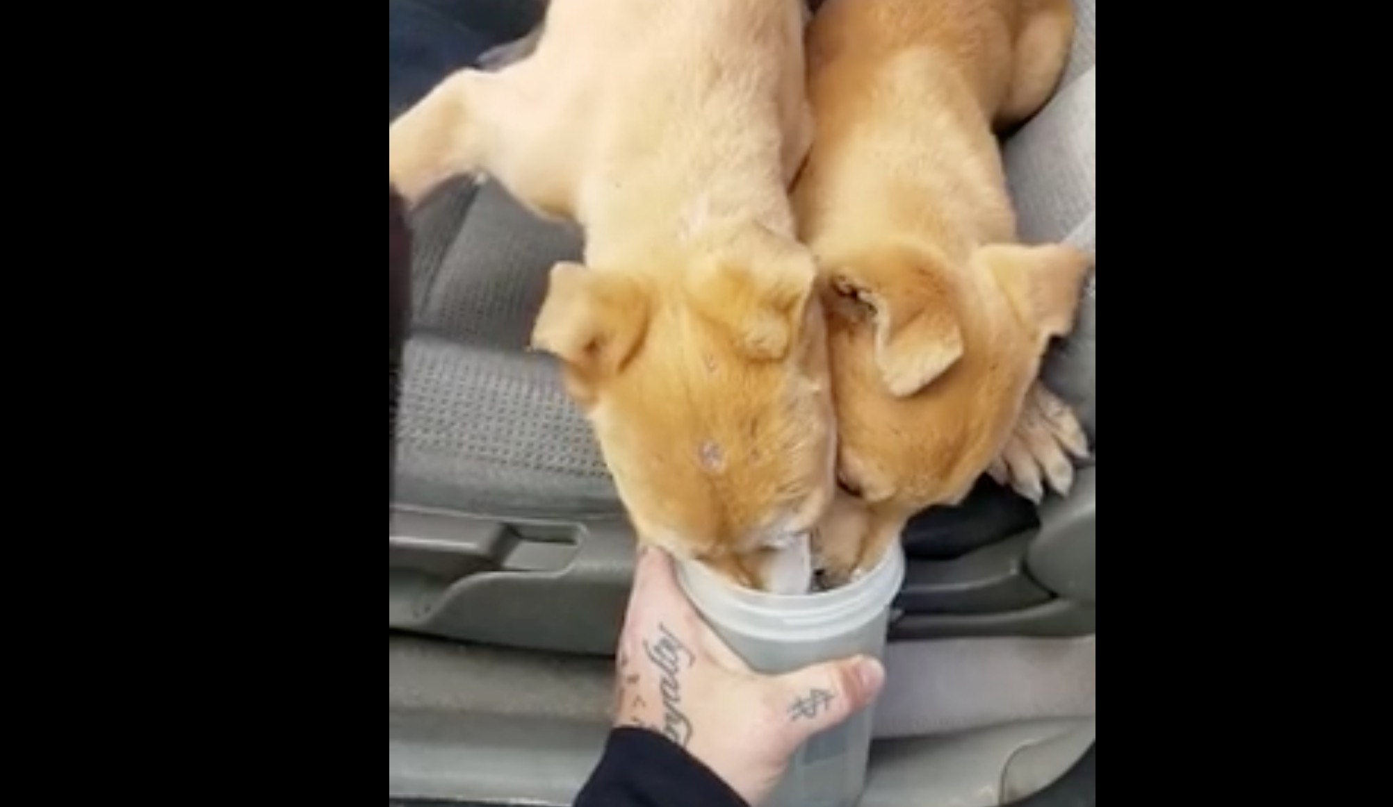 chiots-perdus-chris-vaness-8