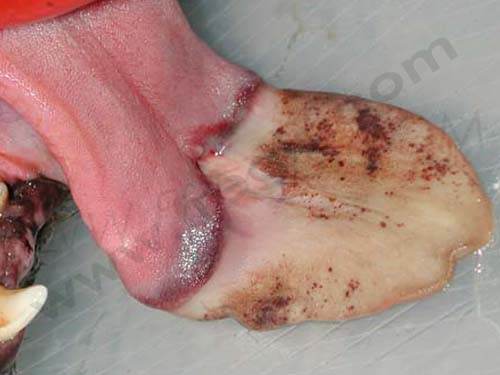 chenillesprocessionnaires2