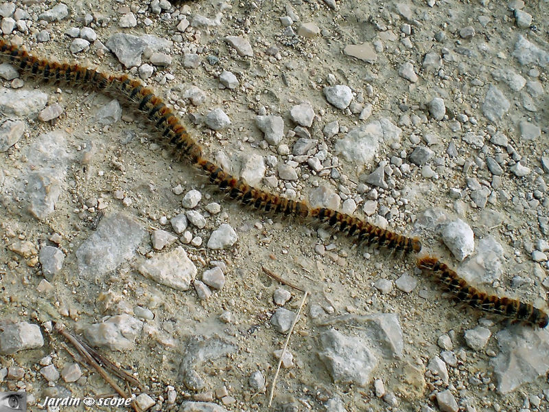 chenille processionaire (2)