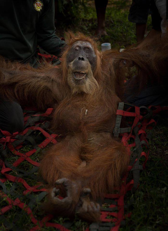 orang-utan-bullets-1