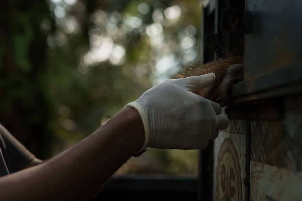 orang-utan-bullets-2