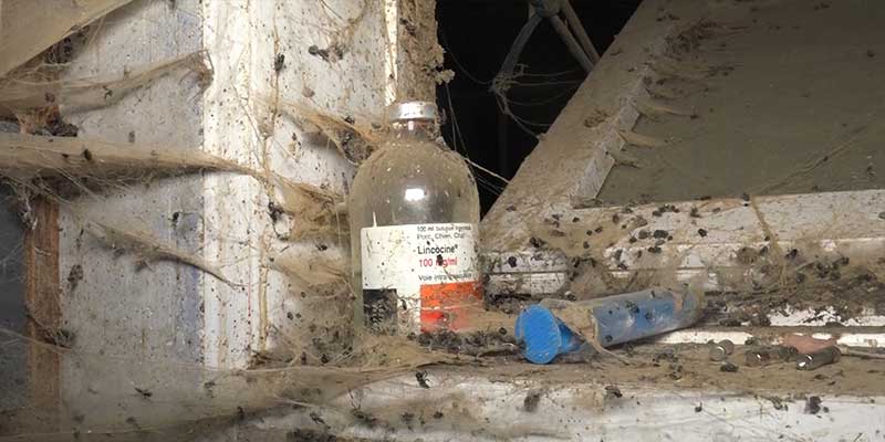 L214-cochon-bretagne-elevage-6