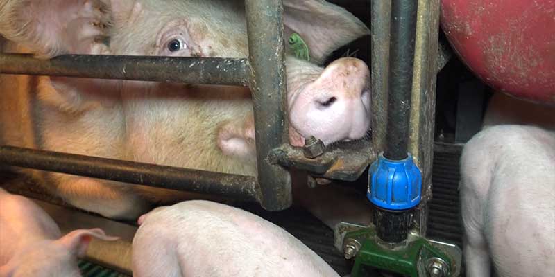 L214-cochon-bretagne-elevage-1