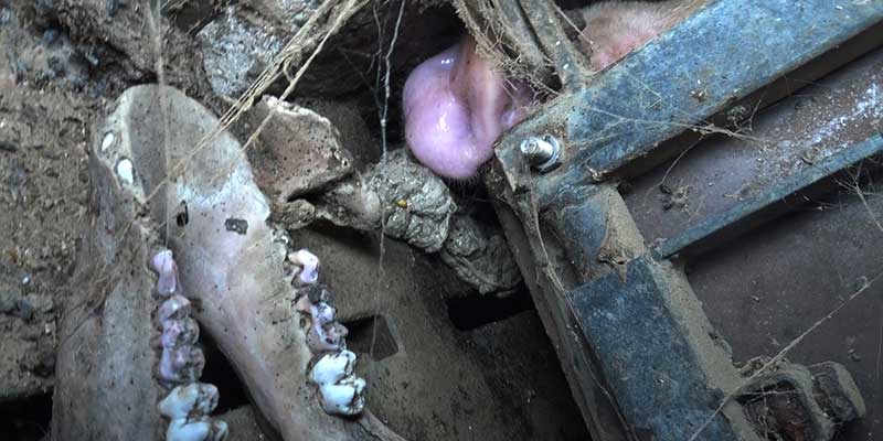 L214-cochon-bretagne-elevage-2