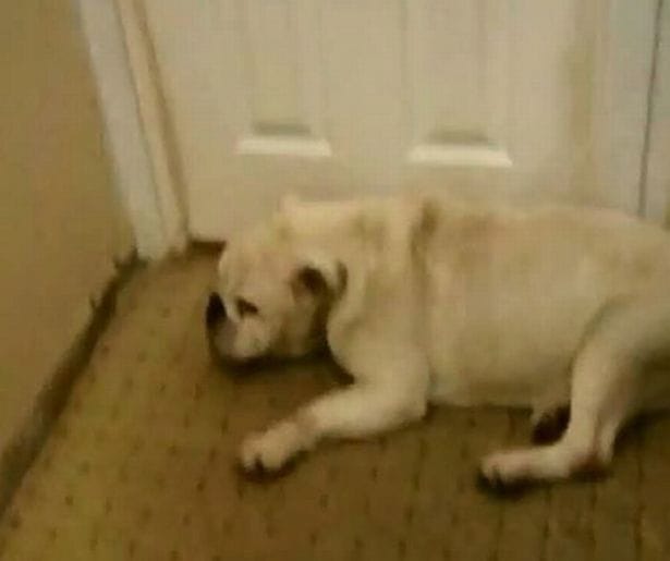 animal_cruelty_england_1