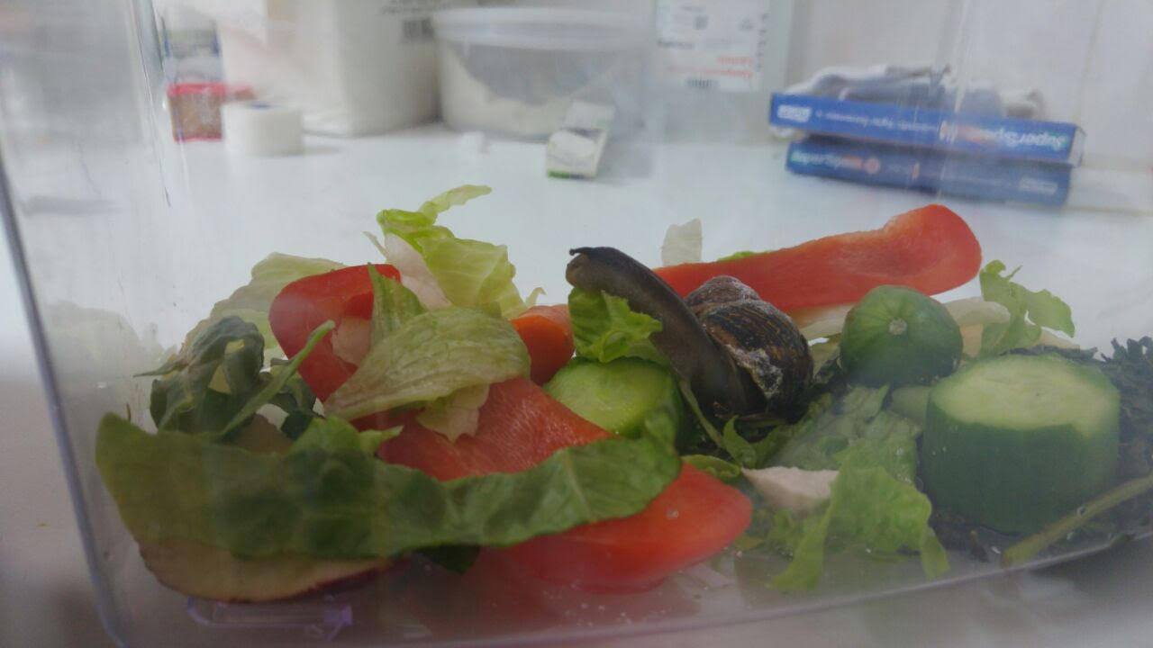 snail_shell_repair_2