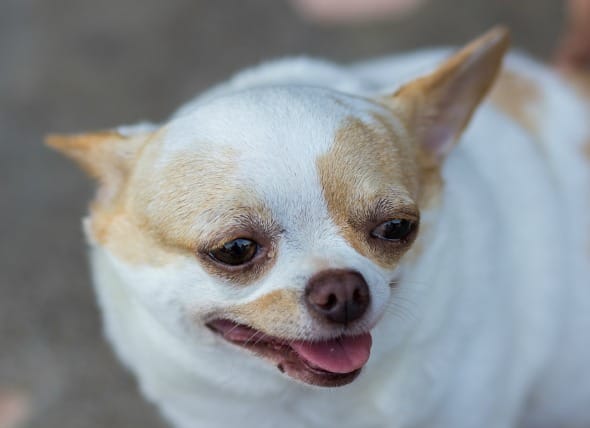 dog-obese-lifestyle-1