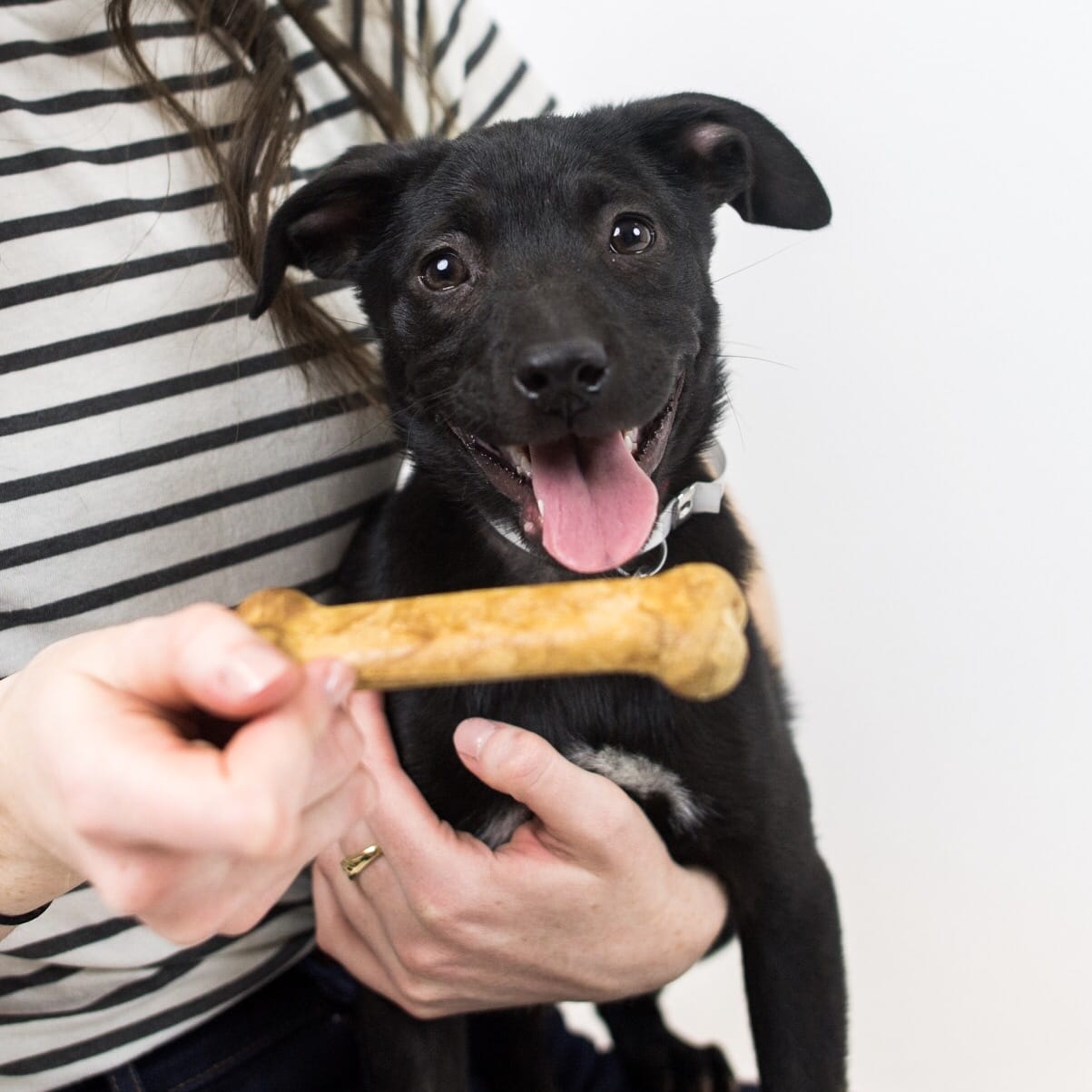 dog-obese-lifestyle-4