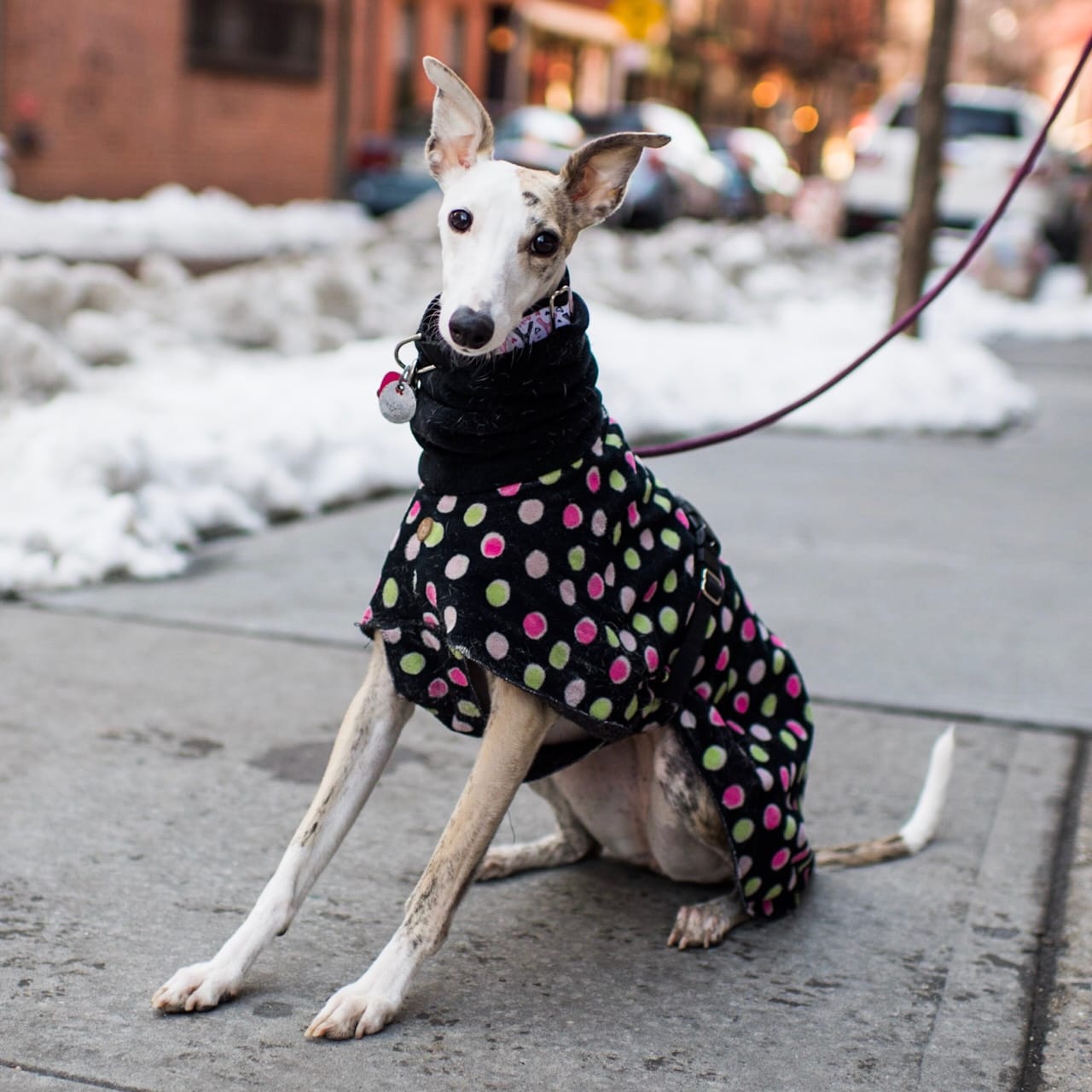 dog-obese-lifestyle-3