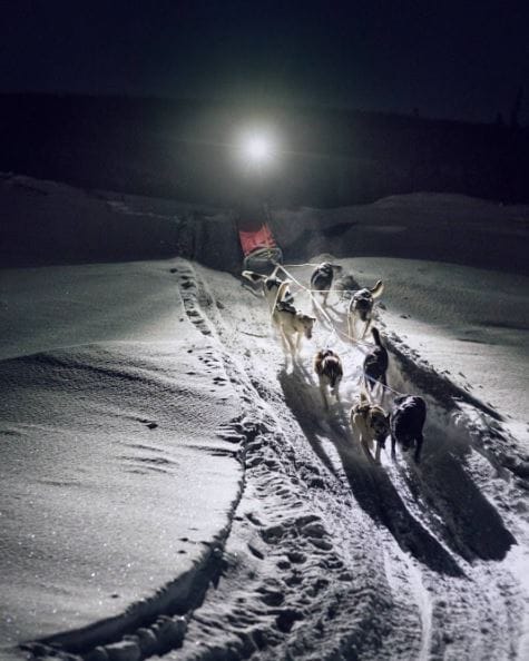 sled-dogs-iditarod-2