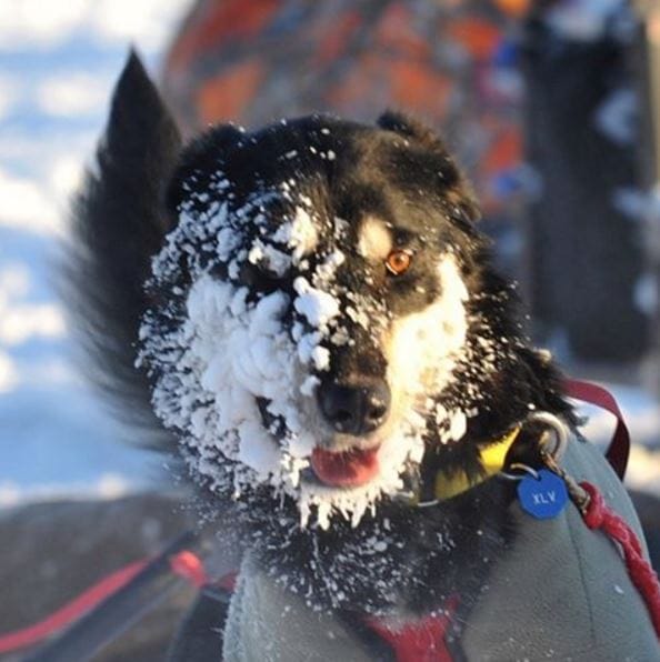 sled-dogs-iditarod-4