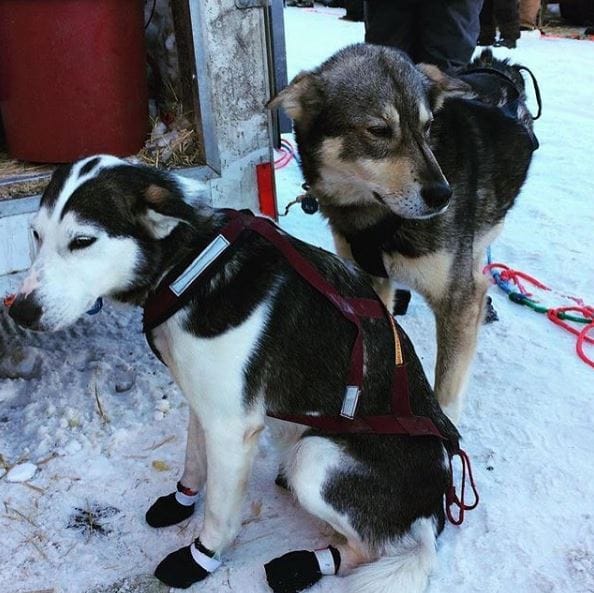 sled-dogs-iditarod-1
