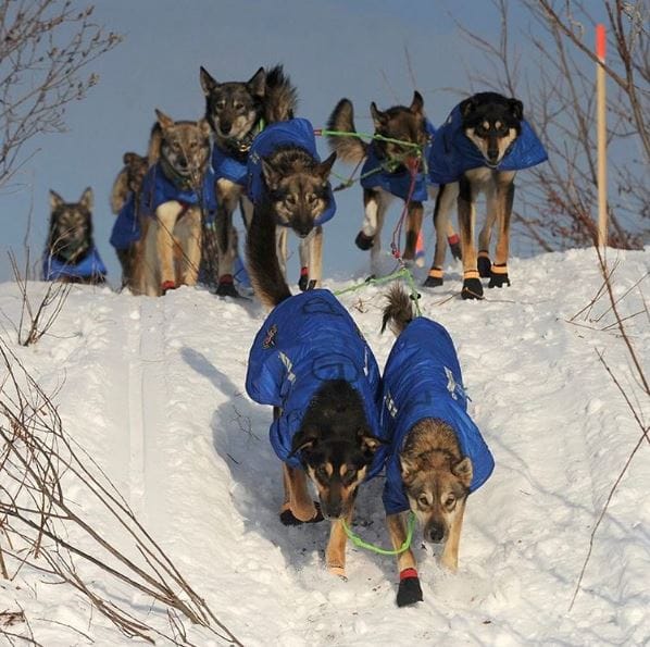 sled-dogs-iditarod-3