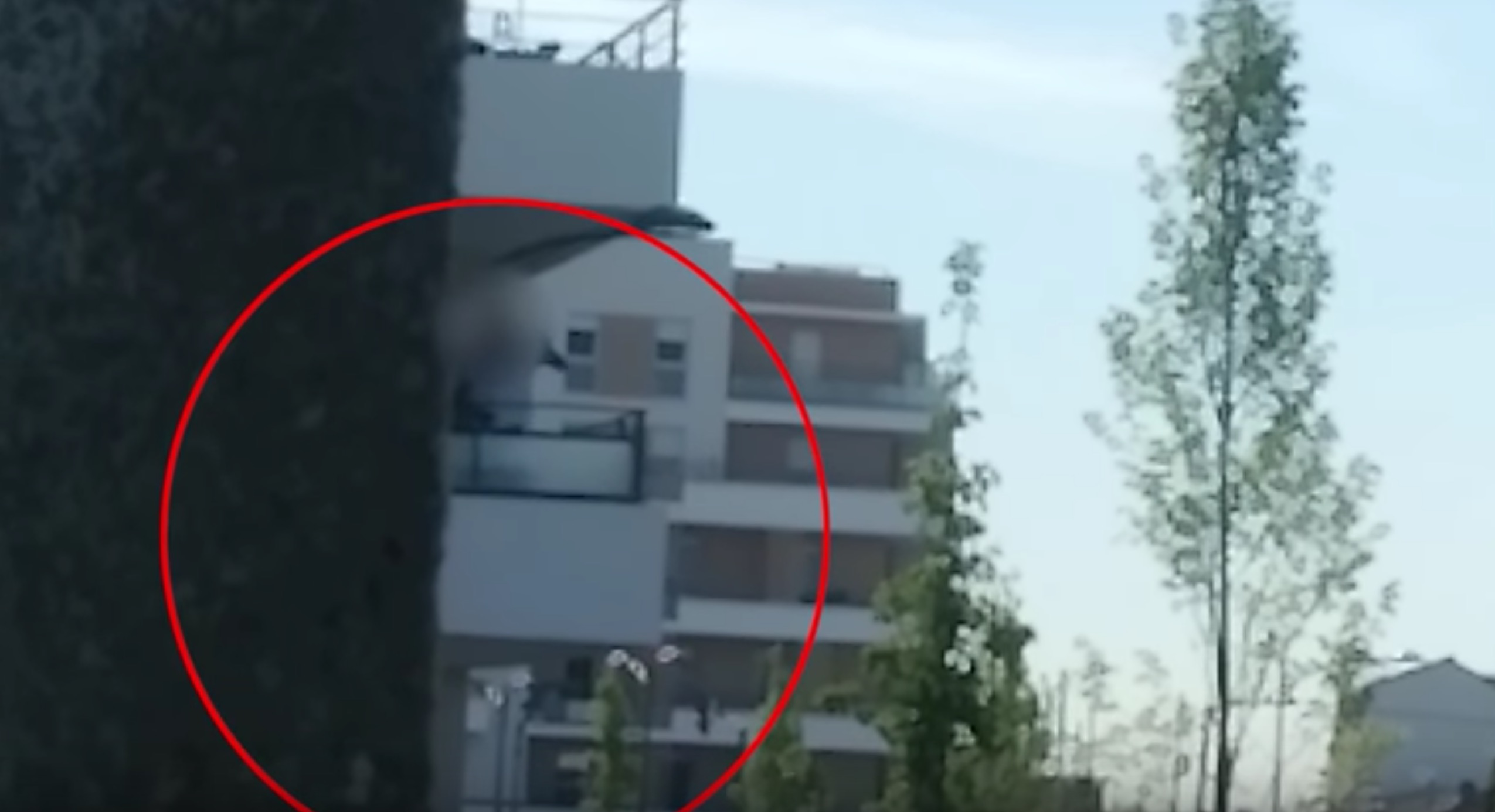 american-staffordshire-loco-maltraitance-2