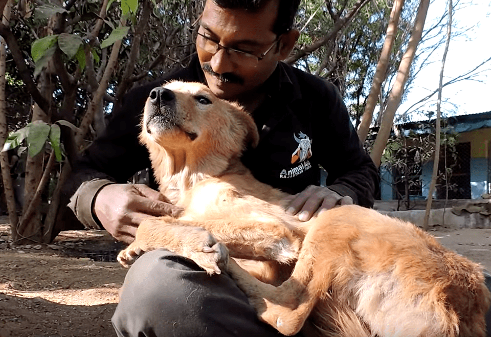 shanti_animal_aid_5