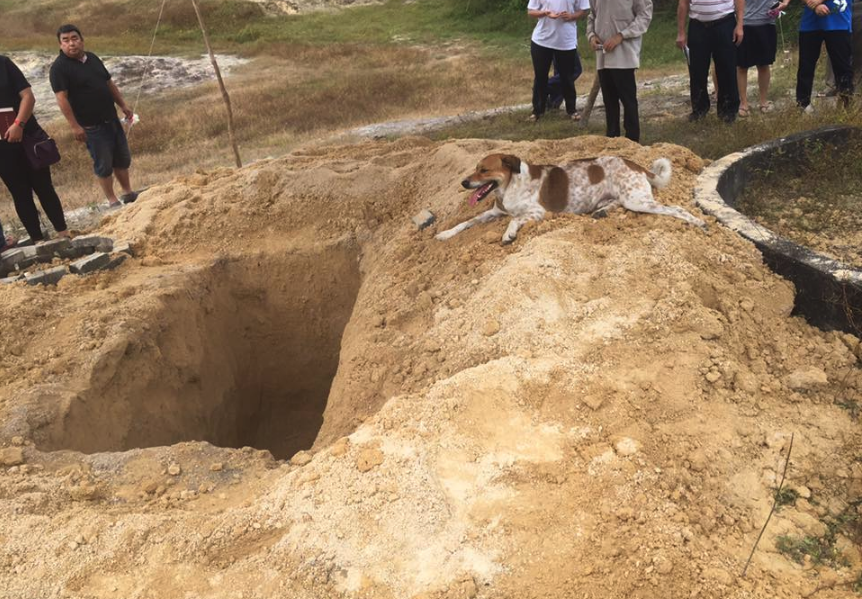 chien-bobby-enterrement-2