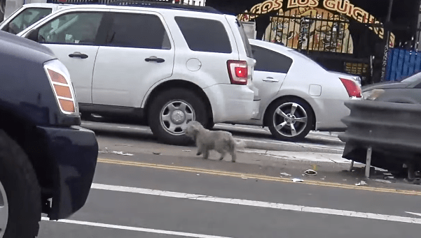 dog-sailor-freeway-4