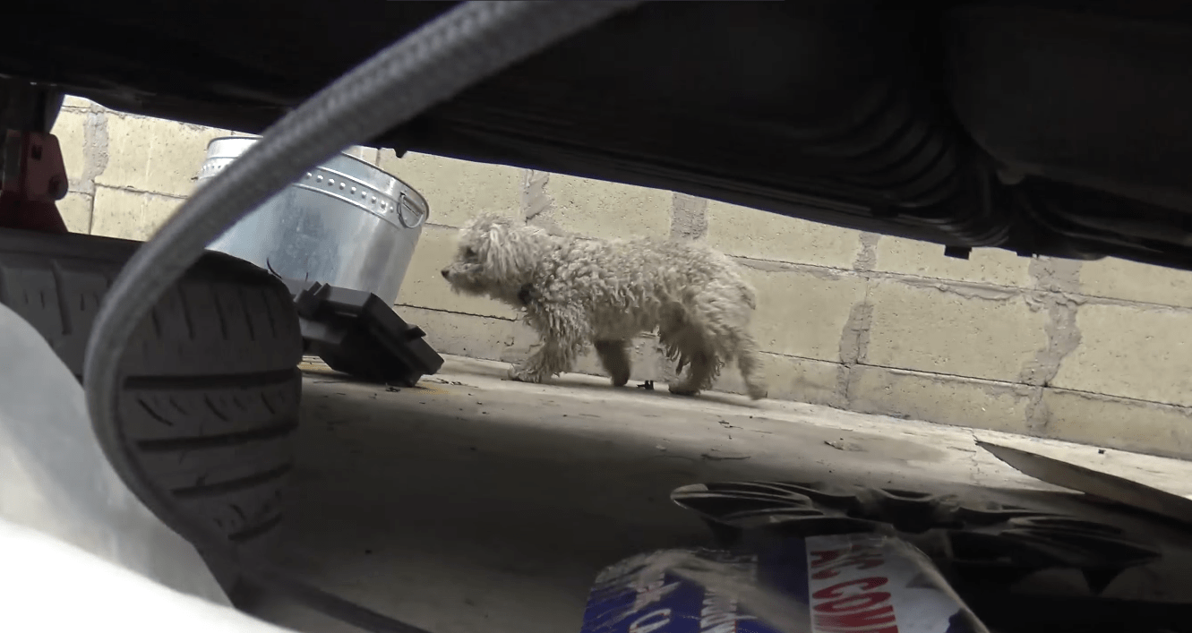 dog-sailor-freeway-5