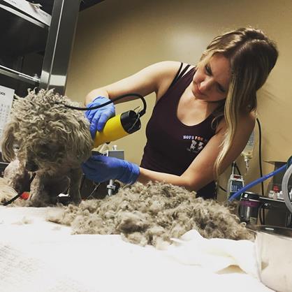 dog-sailor-freeway-2