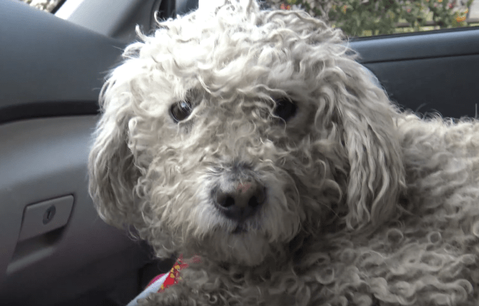 dog-sailor-freeway-6