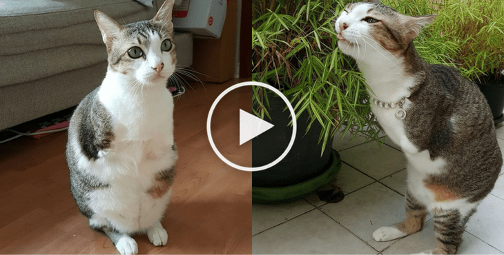 chat-sans-pattes-cover