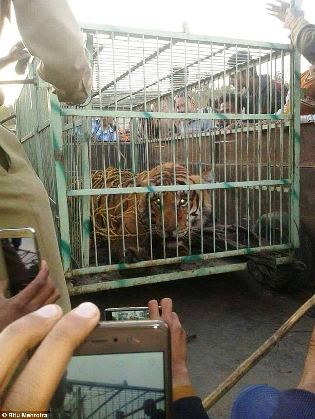 tiger-crushed-india (1)