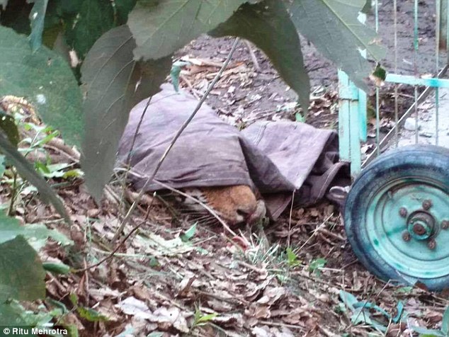 tiger-crushed-india (4)