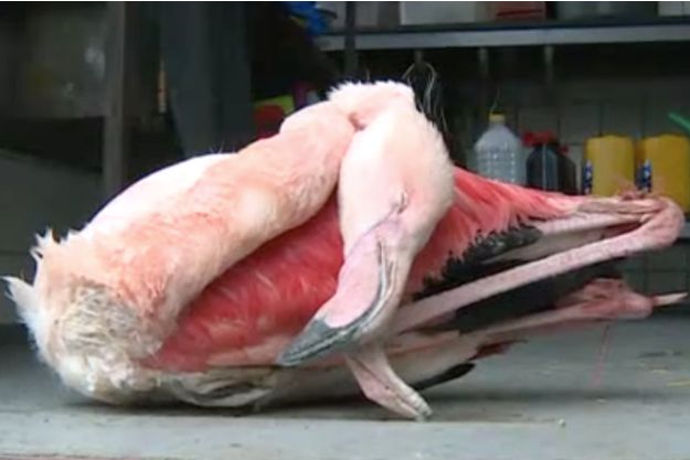 Republique-tcheque-enfants-flamant-rose-1