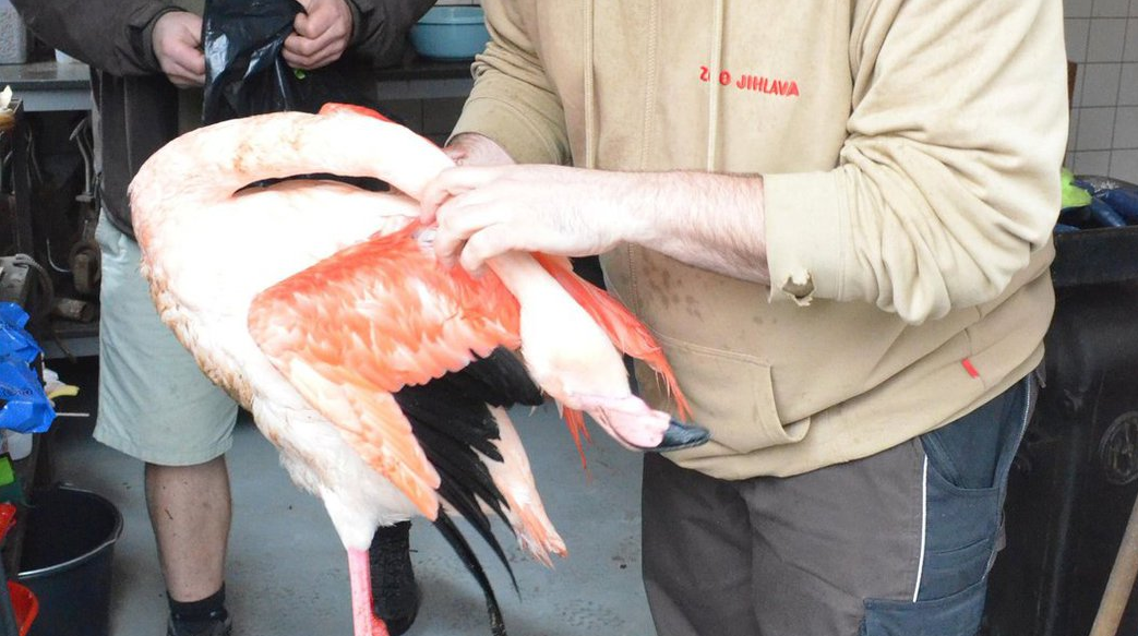 Republique-tcheque-enfants-flamant-rose-2