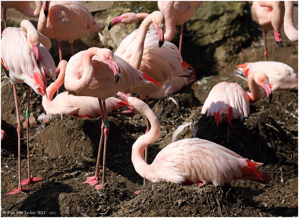 Republique-tcheque-enfants-flamant-rose-9
