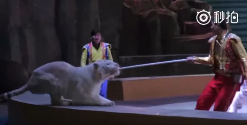 tigers-circus-china-1