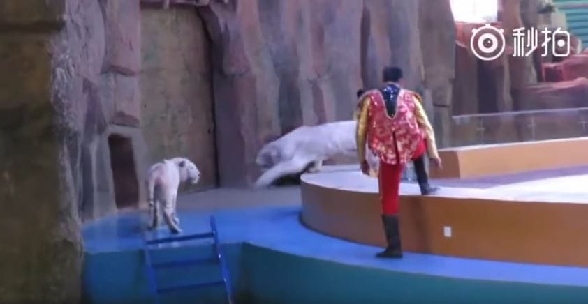 tigers-circus-china-4