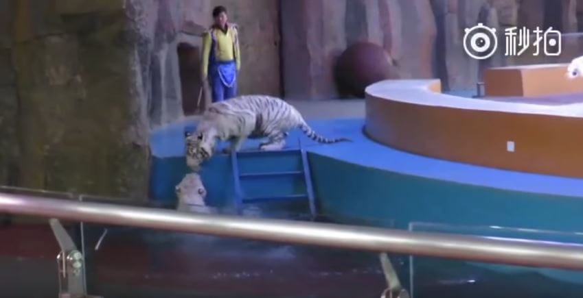 tigers-circus-china-3