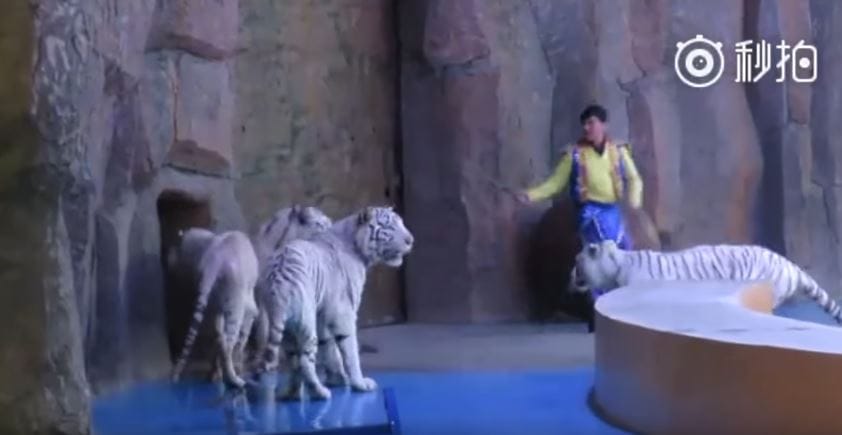 tigers-circus-china-5