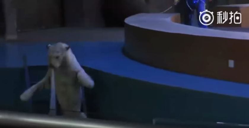 tigers-circus-china-2