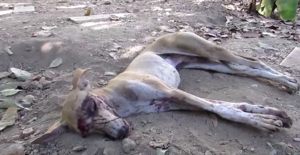 dog-happy-india-1_censored (1)