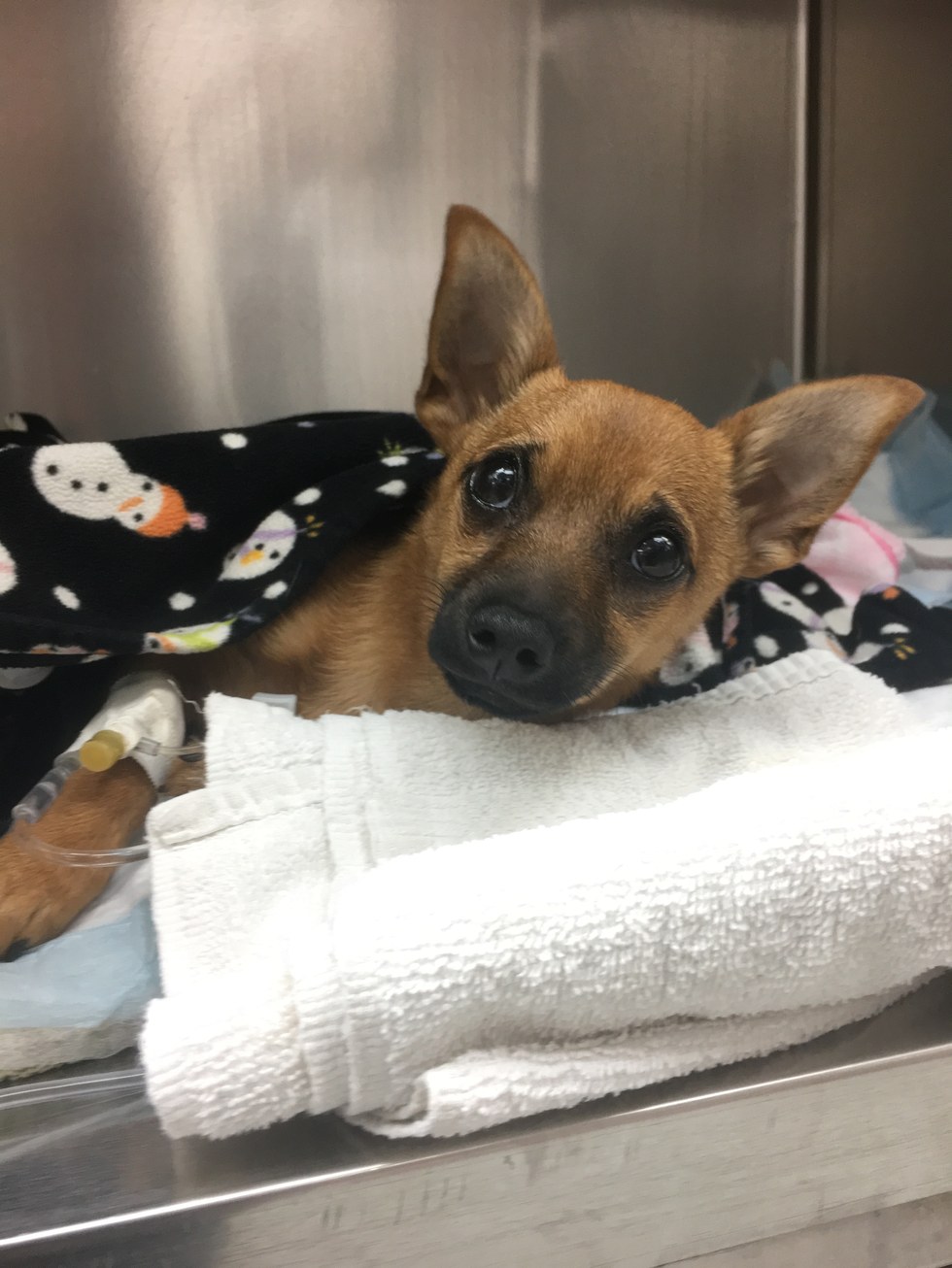 lucky_heroine_puppy_2