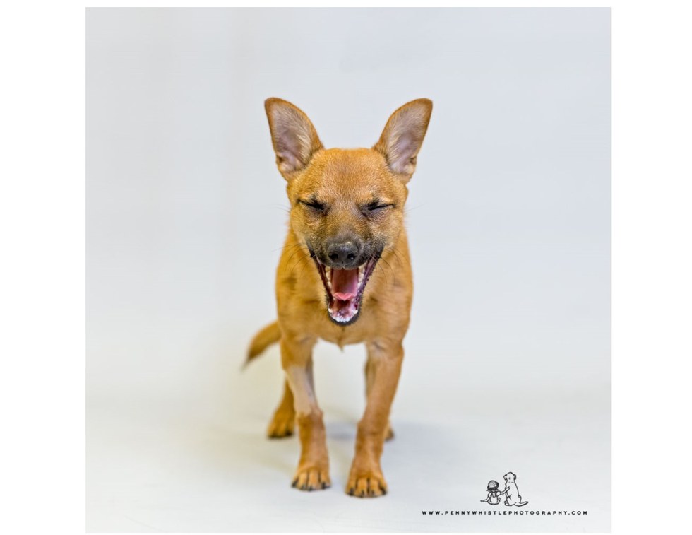 lucky_heroine_puppy_4