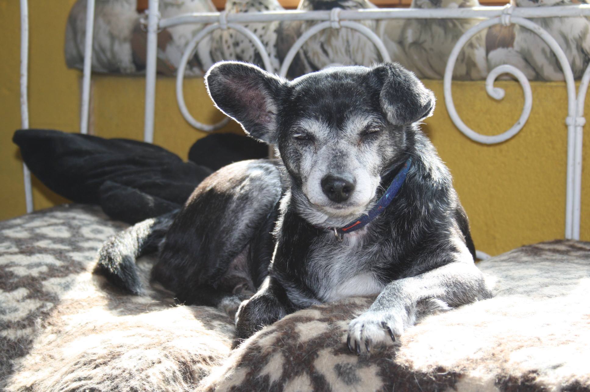 17389090_613910812150768_929303042360488570_o