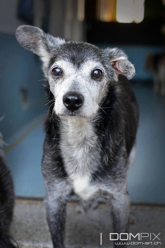 17203187_613910312150818_8091816789898070447_n